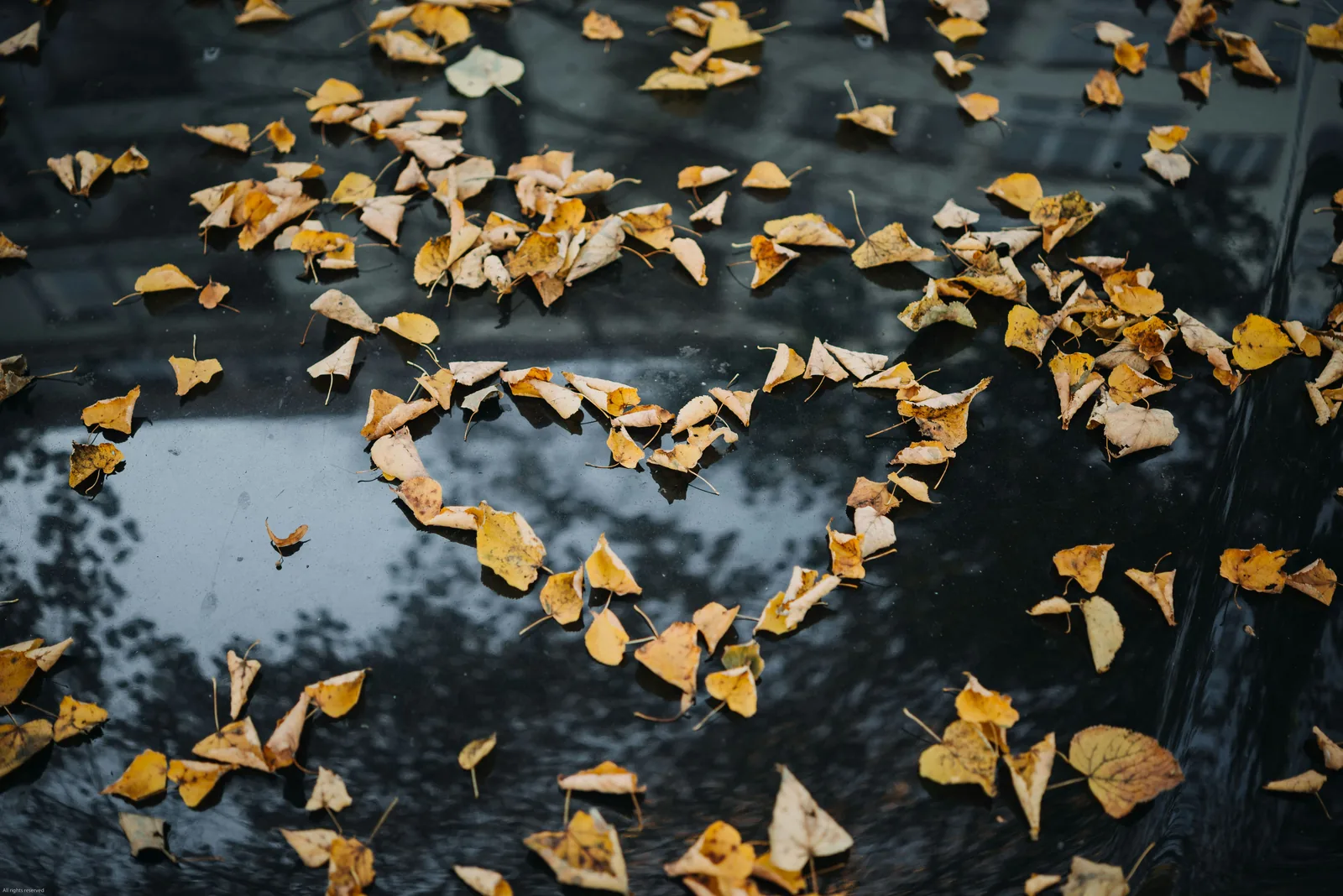 Yellow leaves forming a heart on dark water